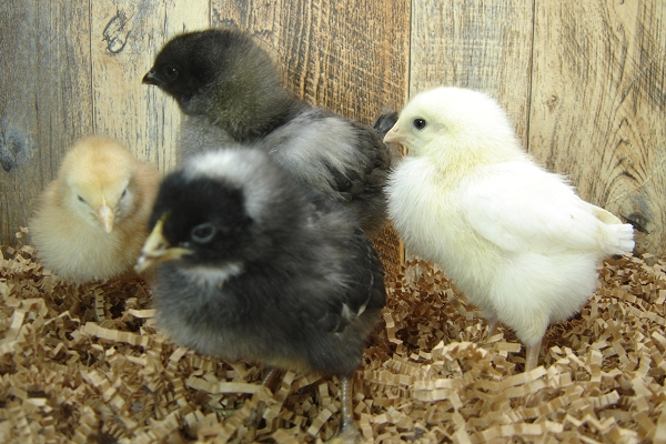 4 Pullet Chicks Week 1 - Barred Rock, Gold Comet, Steel Blue & Amber White